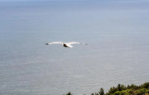 Seagull against the sky. 库存照片