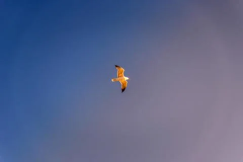 Seagull against sky at sunset Stock Photos