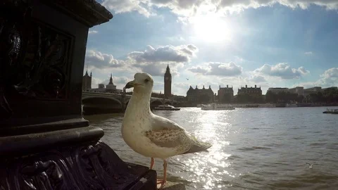 Seagull against the sun with and Big Ben Tower in the background in London, UK Stock Footage 79934238