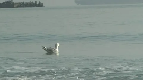 Seagull against the waves 動画素材 12763050