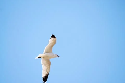 Seagull in the air. Stock Photos