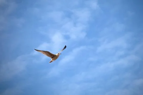 Seagull in the air Stock Photos