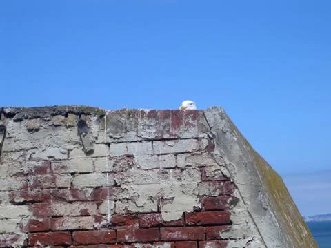 Seagull on Alcatraz 写真素材