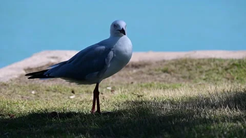 Seagull On Alert By The Beach Stock Footage 250506665