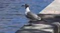 Seagull Along Concrete Wall Next To River 4k or 4k+ Resolution