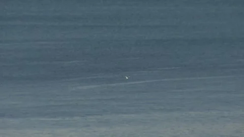 Seagull in Alta Stock Footage 156183767