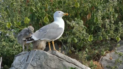 Seagull and babys Stock Footage 197402699