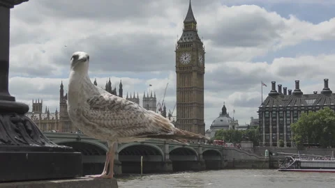 A seagull and the Big Ben on the background. Stock Footage 103308989