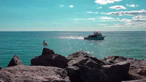A seagull and a boat Stock Footage 282775399