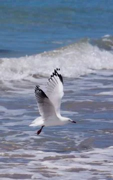 Seagull and Breaking Wave Stock Photos