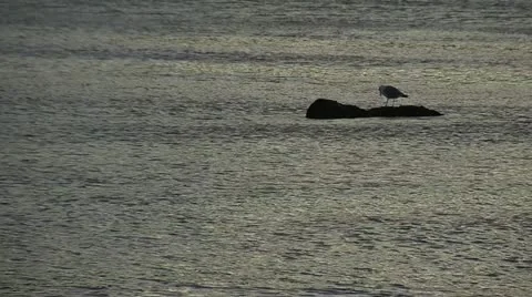 Seagull and calm sea Stock Footage
