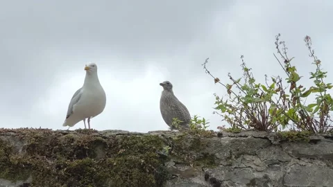 Seagull and Chick Stock Footage 222546638