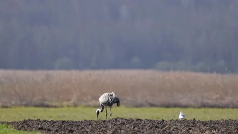 Seagull and crane in the field, 4K slomo Stock Footage 175972171
