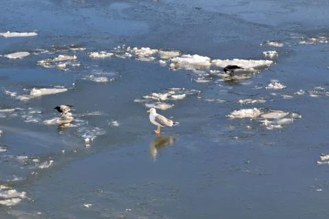 The seagull and the crows are walking along the frozen river Stock Photos