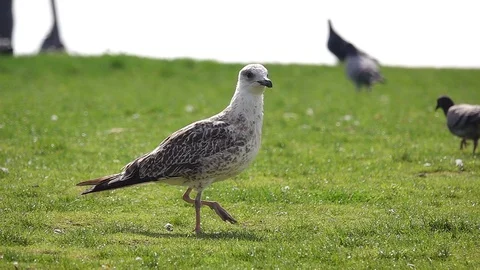 A seagull  And Doves Stock Footage 117794334