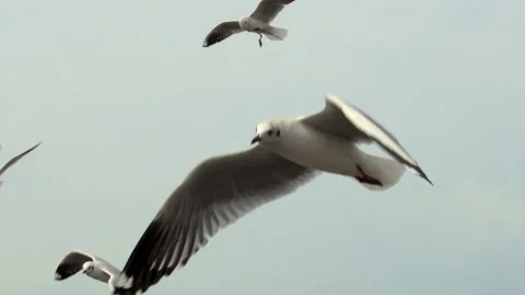Seagull and flying Stock Footage 133408039