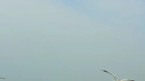 Seagull and flying Stock Footage 133416507
