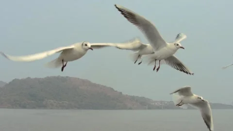 Seagull and flying Stock Footage 133417335