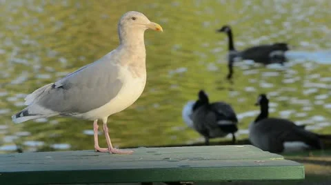 Seagull and Geese Stock Footage 12266837