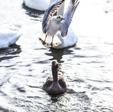 Seagull and Goose Stock Photos