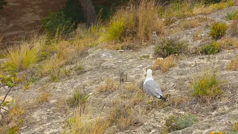 Seagull and her cubs Stock Footage 76847222