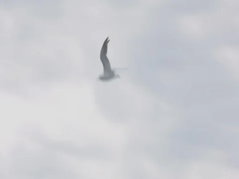 Seagull and lighthouse Stock Footage