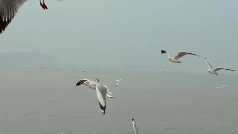 Seagull and misty day Stock Footage 133416229