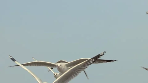 Seagull and nature Stock Footage 133422272
