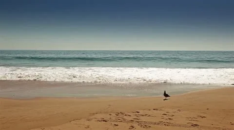 Seagull and Ocean Stock Footage 12426907
