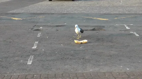 Seagull and a polystyrene chip box in a car park Stock Footage 35836683