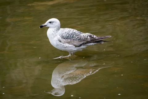 Seagull and reflection in the water Stock Photos