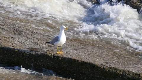 Seagull and river flow. Stock-Footage 83763320