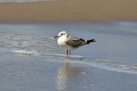 Seagull and sea foam Stock Photos