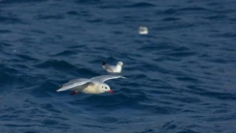 Seagull and sea Stock Footage 83600214