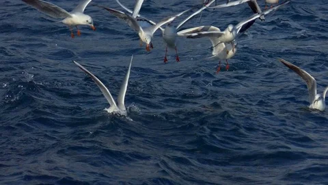 Seagull and sea Video stock 83600252