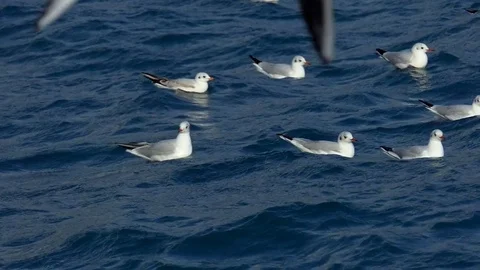Seagull and sea Video stock 83600634