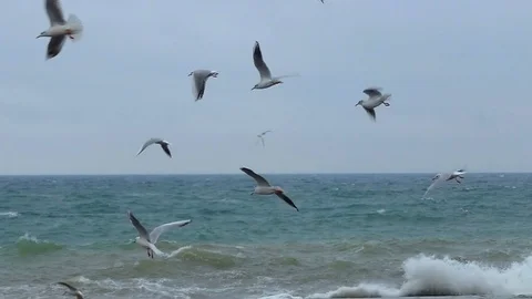 Seagull and sea Video stock 83600774