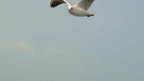 Seagull and  sea Stock Footage 133403866