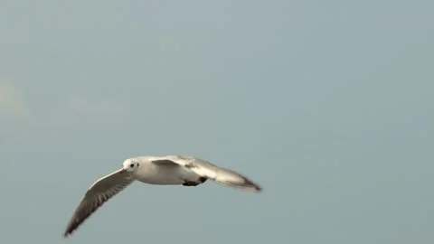 Seagull and sea Stock Footage 133404080