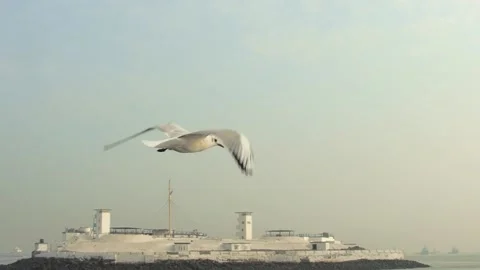 Seagull and sea Stock Footage 133405061