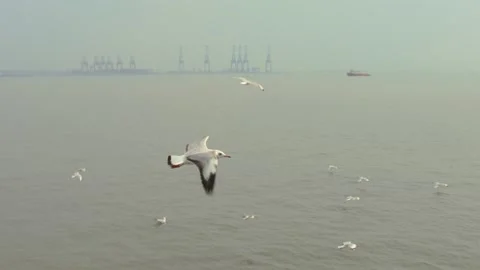 Seagull and sea Stock Footage 133418779