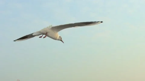 Seagull and sea Stock Footage 133419475