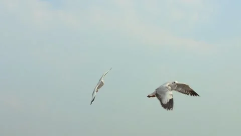 Seagull and sea Stock Footage 133420791