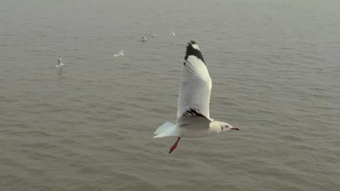 Seagull and sea Stock Footage 133420796