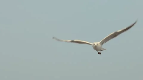 Seagull and  the sea Stock Footage 133420941