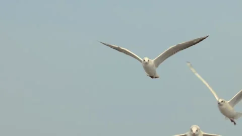 Seagull and the sea Stock Footage 133420989
