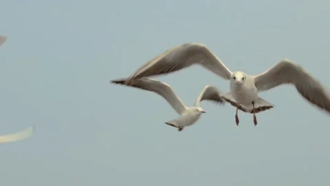 Seagull and the sea Stock Footage 133421020