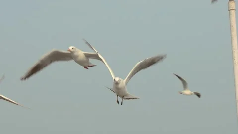 Seagull and the sea Stock Footage 133422094