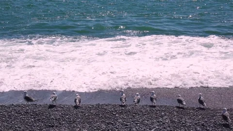 Seagull and the Sea Video stock 332294702