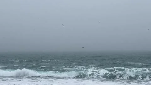Seagull and Seal chasing Capelin fish along Saint Vincent's Beach Newfoundland 스톡 동영상 343133982